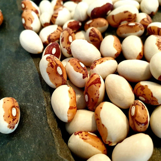 Bean Seeds - Bush - Hidatsa Shield Figure Beans