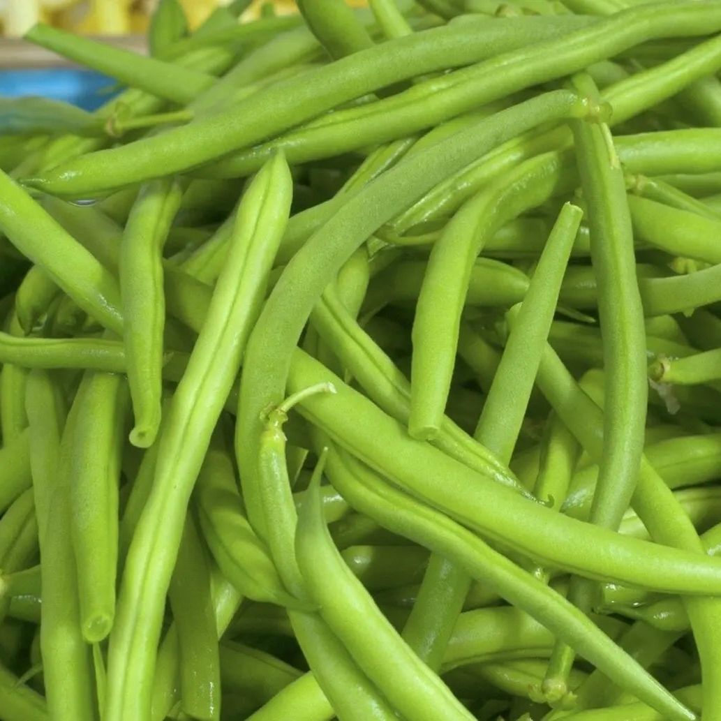Bean Seeds - Bush - Jade Bush