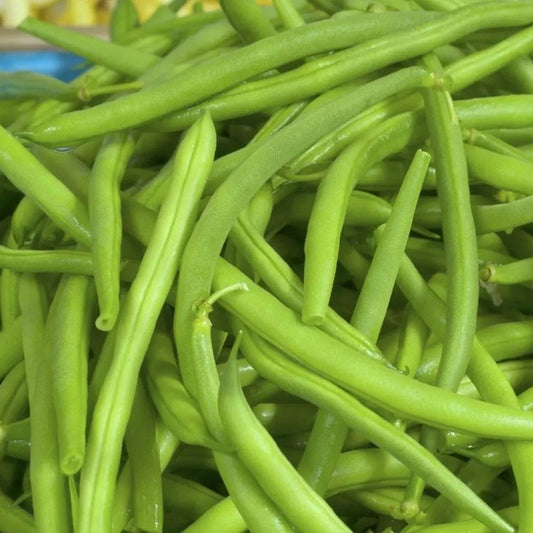 Bean Seeds - Bush - Jade Bush