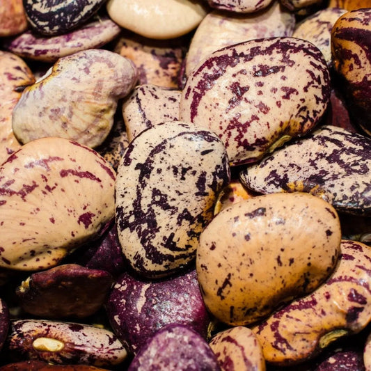 Bean Seeds - Bush - Lima - Jackson Wonder