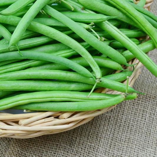 Bean Seeds - Bush - Provider
