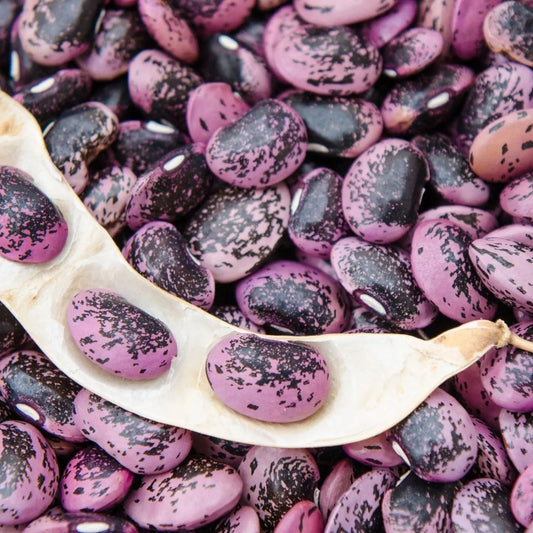 Bean Seeds - Pole - Runner - Bear Paw Runner