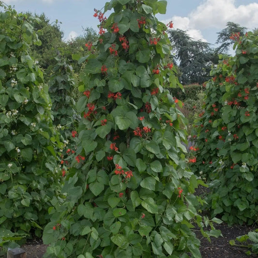 Bean Seeds - Pole - Runner - Bear Paw Runner