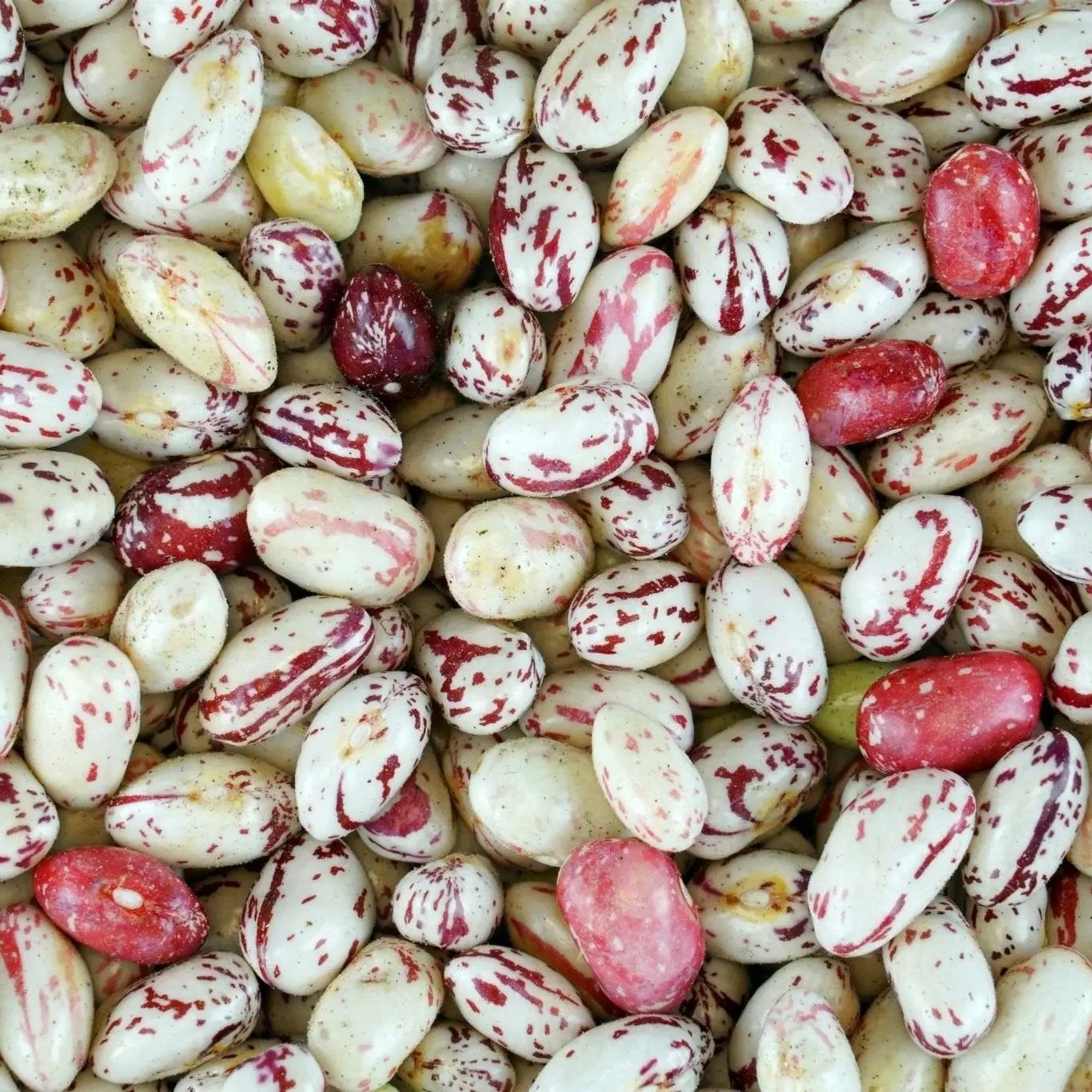 Bean Seeds - Bush - Taylor Dwarf Horticulture