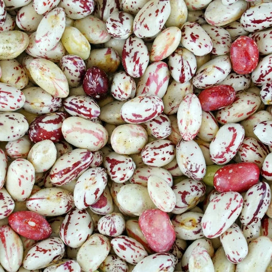 Bean Seeds - Bush - Taylor Dwarf Horticulture