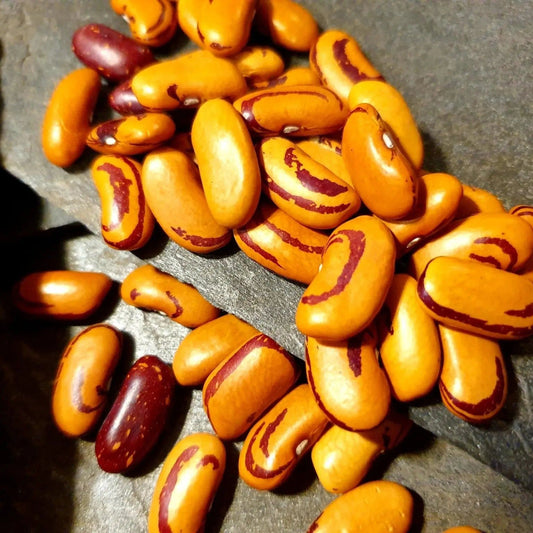 Bean Seeds - Bush - Tiger's Eye