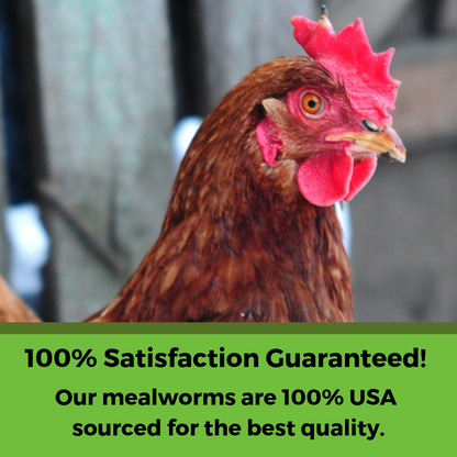 BEE A Beautiful Hen Herbal Treat With Mealworms, Wheat, & Rose Petals For Chickens