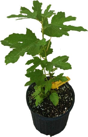 Dwarf Fig Tree "Beer's Black"