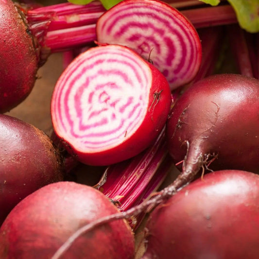 Beet Seeds - Chioggia Beet