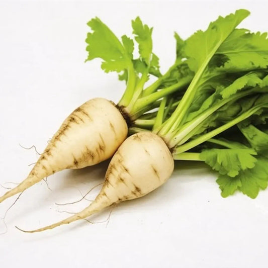 Beet Seeds - Sugar Beets