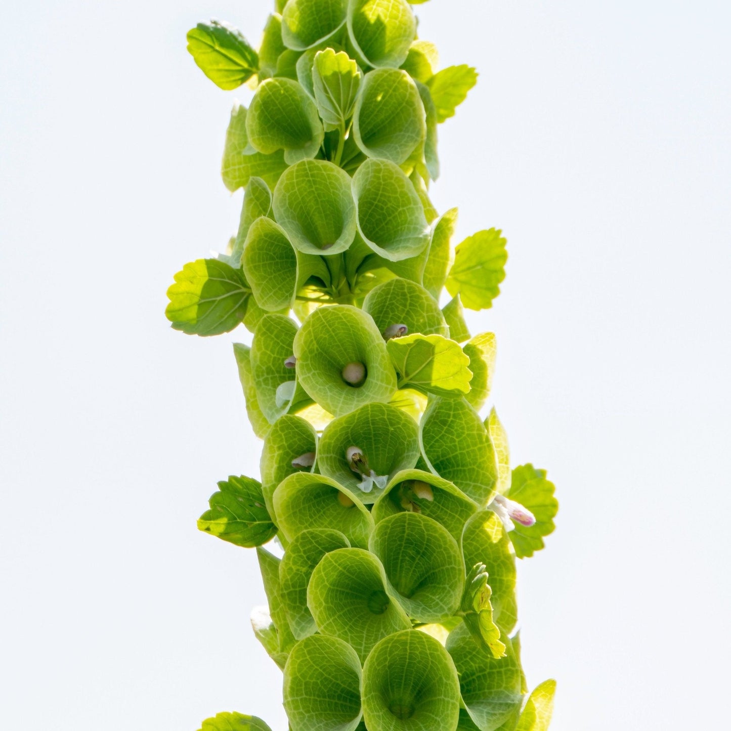 Bells of Ireland Seeds