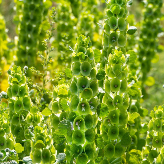 Bells of Ireland Seeds