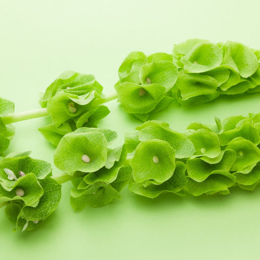 Bells of Ireland Seeds