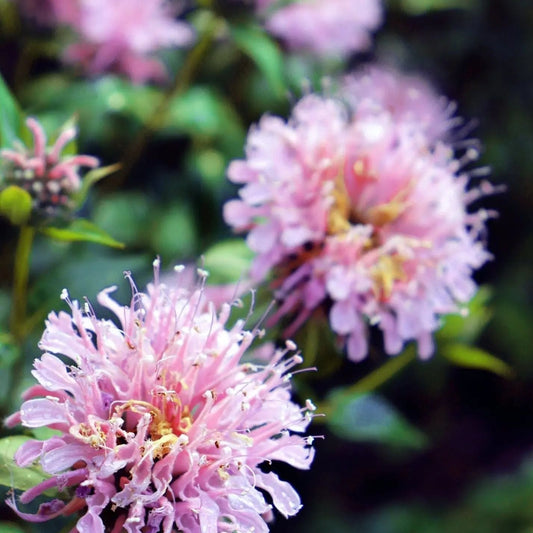 Bergamot Seeds - Wild Bee Balm