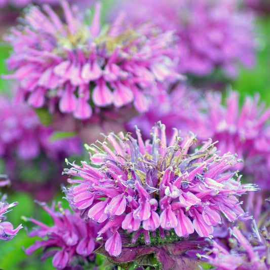 Bergamot Seeds - Wild Bee Balm
