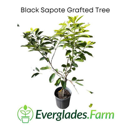 Black Sapote Reineke [Merida] Grafted Tree