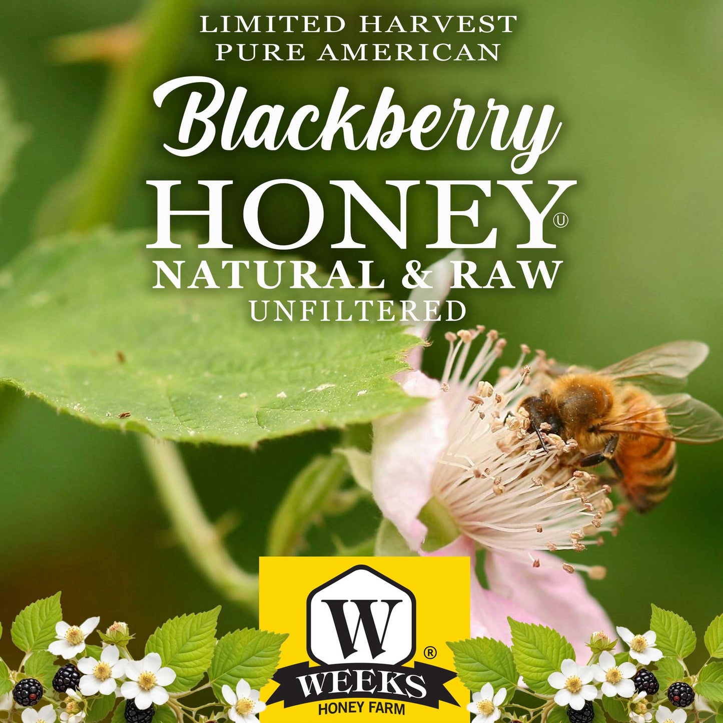 South Georgia Raw Blackberry Honey - Pure, Local, Mono-Floral Raw Honey