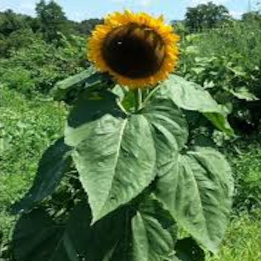 Black Russian Sunflower Seeds