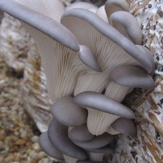 Oyster Mushroom Sawdust Spawn - (Pleurotus spp.) - 5lb, image 4 of 52