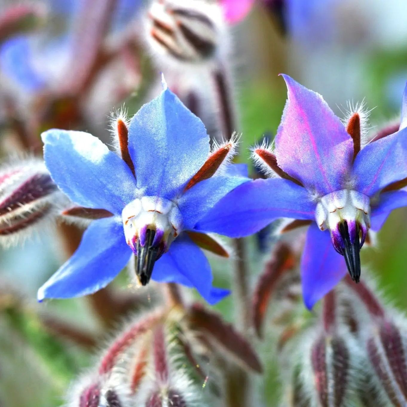 Borage Seeds - Blue