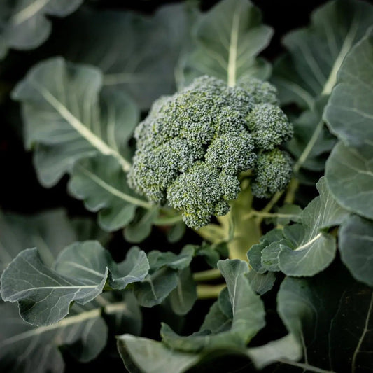 Broccoli Seeds - Di Cicco