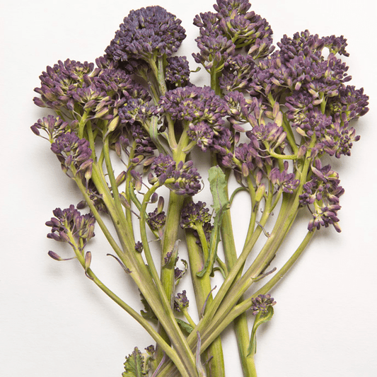 Broccoli Seeds - Purple Sprouting