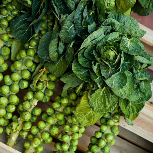 Brussels Sprout Seeds - Catskill