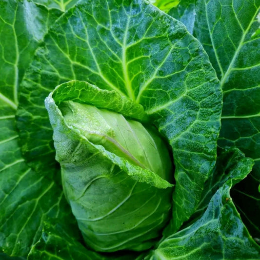 Cabbage Seeds - Charleston Wakefield