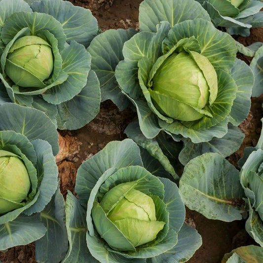 Cabbage Seeds - Copenhagen Cabbage