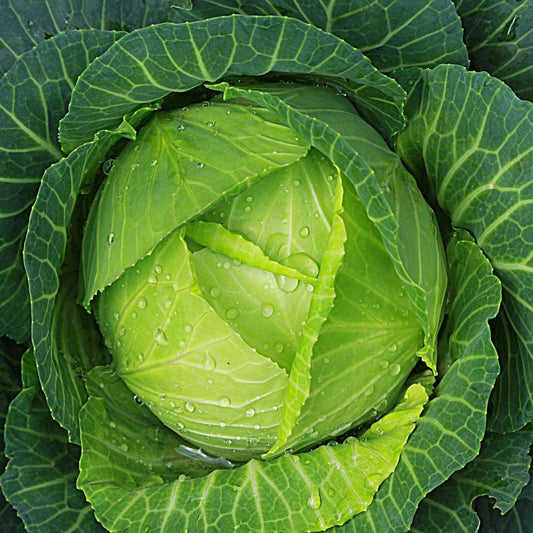 Cabbage Seeds - Copenhagen Cabbage