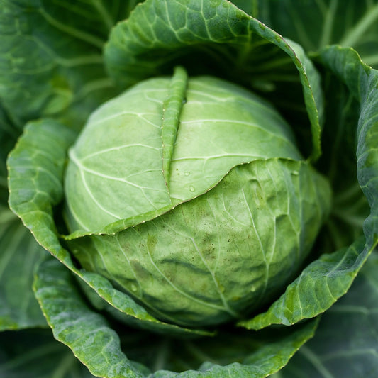 Cabbage Seeds - Danish Ballhead