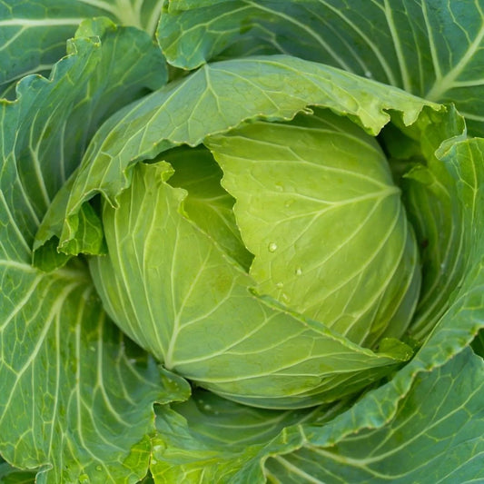 Cabbage Seeds - Early Jersey Wakefield