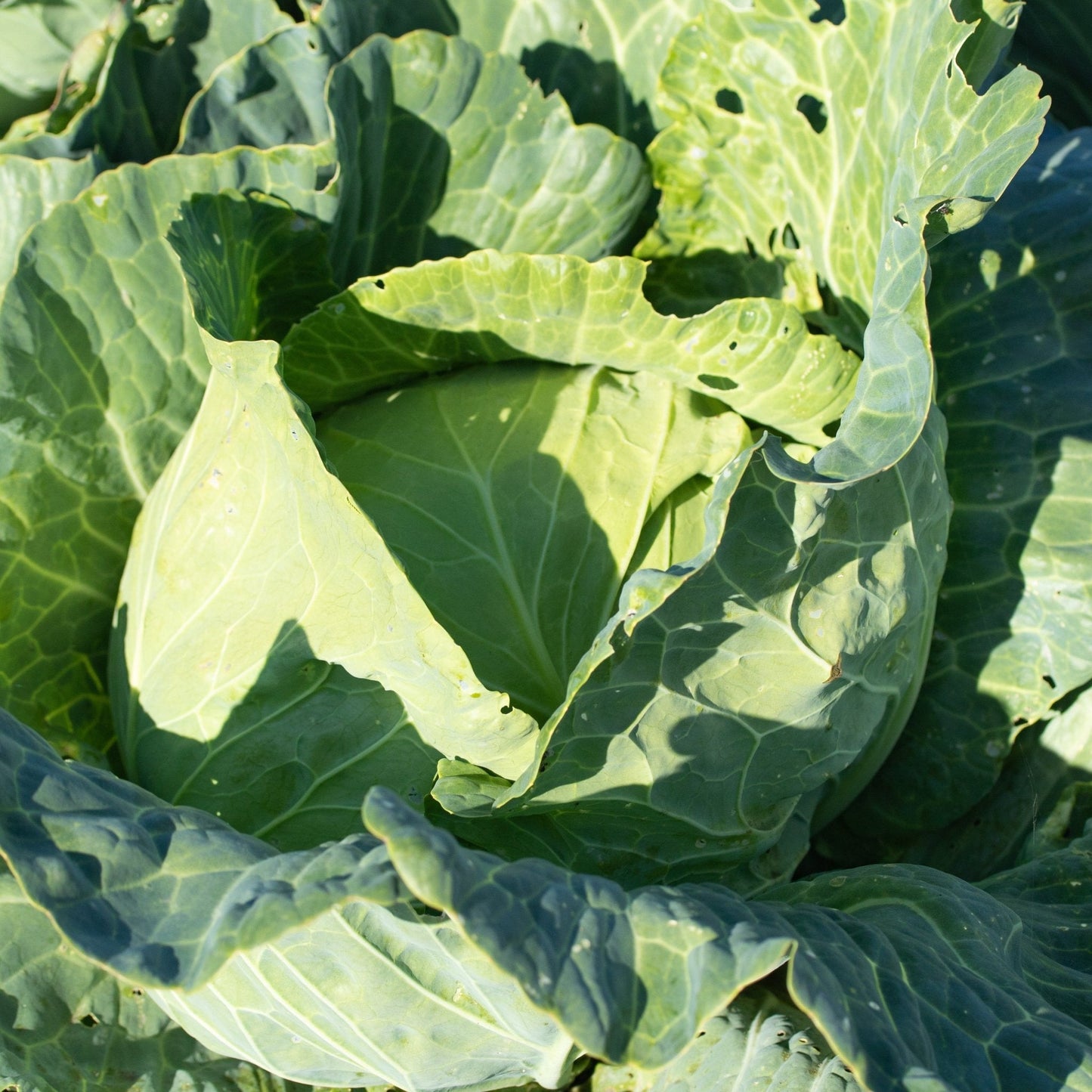 Cabbage Seeds - Golden Acre