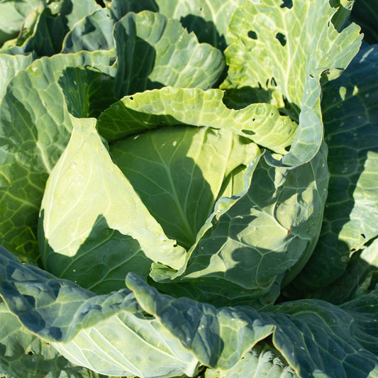 Cabbage Seeds - Golden Acre