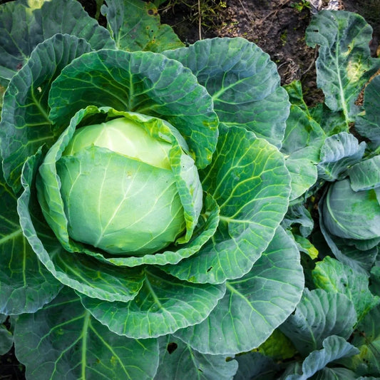 Cabbage Seeds - Late Flat Dutch Cabbage