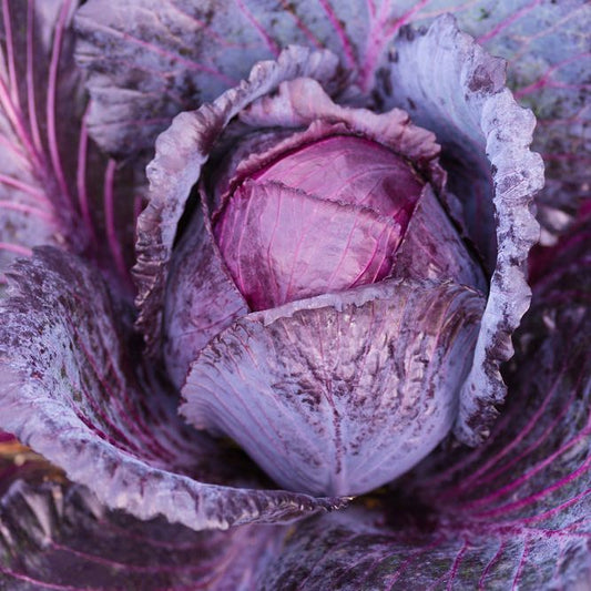 Cabbage Seeds - Mammoth Red Rock
