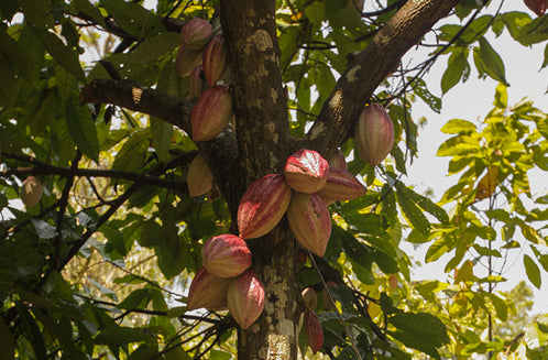 Limited Release, Cacao Fruit White Chocolate