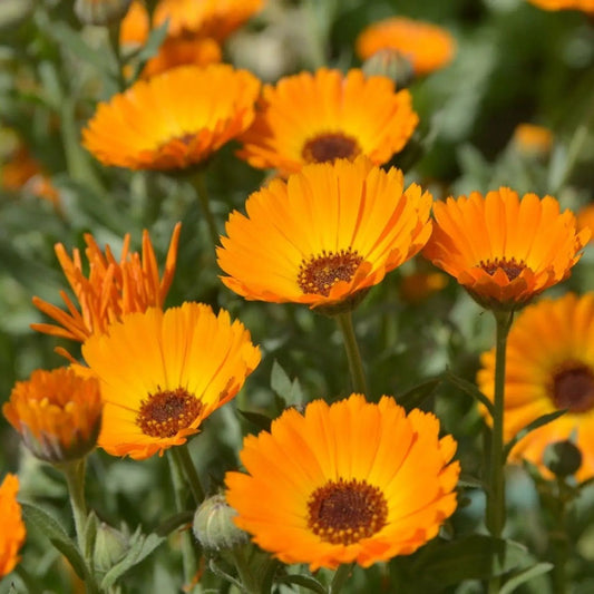 Calendula Seeds - Pacific Beauty Mix Calendula