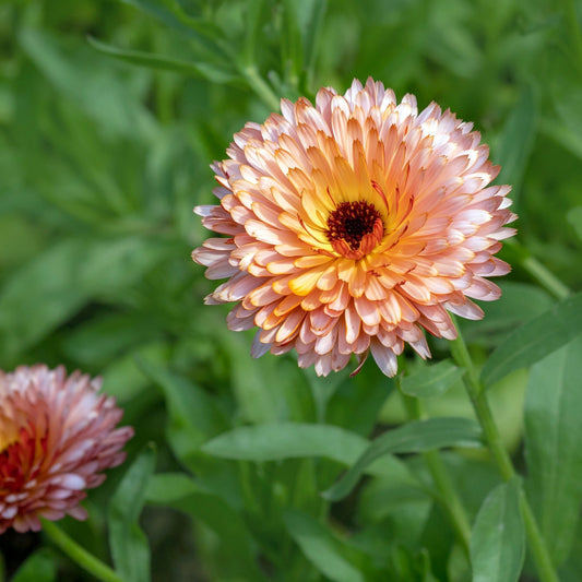 Calendula Seeds - Strawberry Blonde