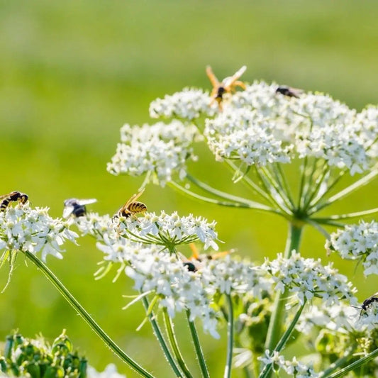 Caraway Seeds