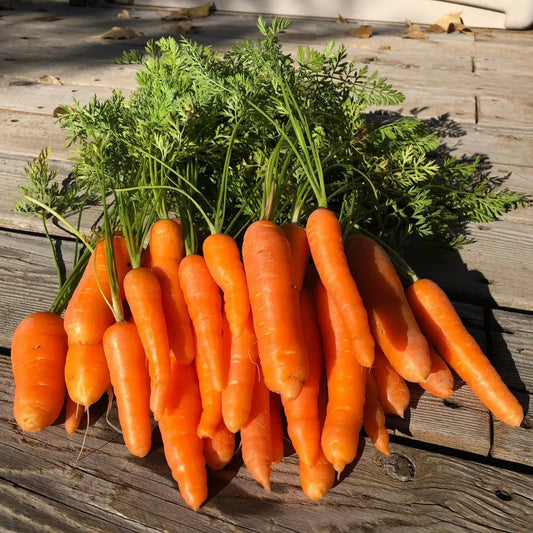 Carrot Seeds - Danvers 126 Half Long Carrot