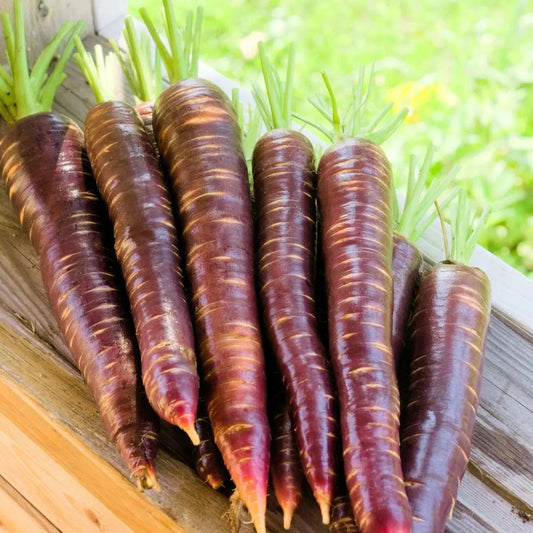 Carrot Seeds - Dragon Carrot