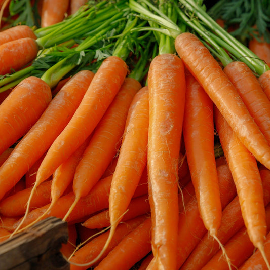 Carrot Seeds - Imperator 58
