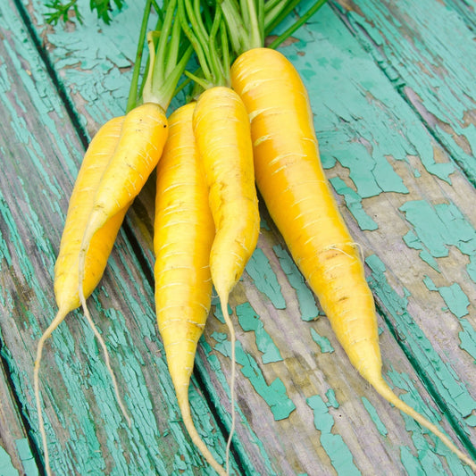 Carrot Seeds - Juan Obtuse Du Doubs
