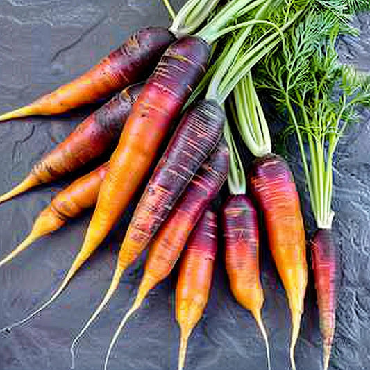 Carrot Seeds - Longue Rouge Sang