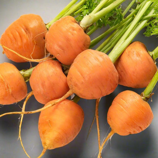 Carrot Seeds - Parisienne