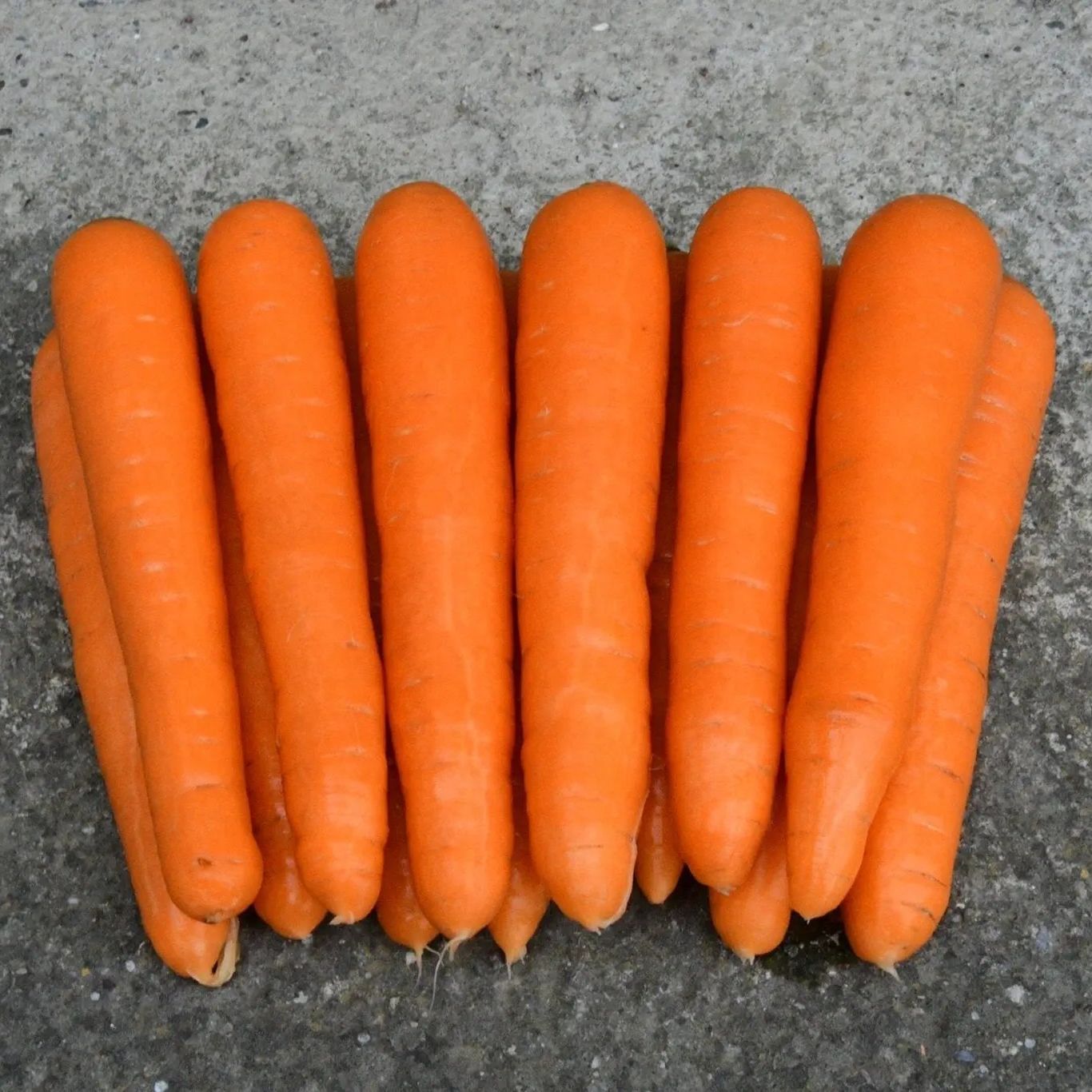 Carrot Seeds - Scarlet Nantes