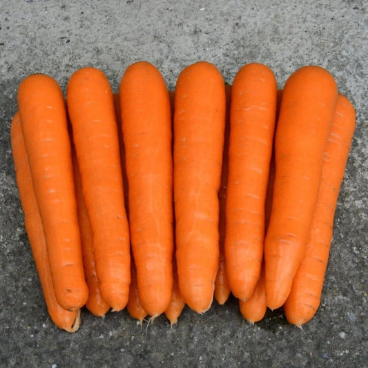 Carrot Seeds - Scarlet Nantes