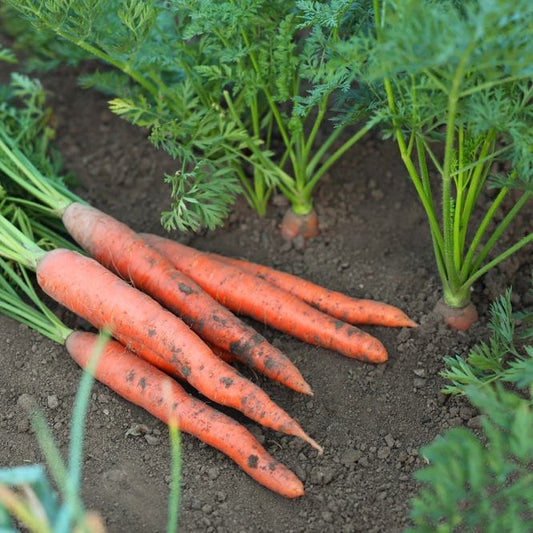 Carrot Seeds - Tendersweet