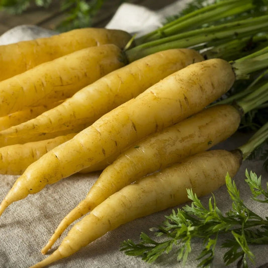 Carrot Seeds - Yellowstone